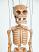 squelette-marionnette-poupee-vk071b|La-Galerie-des-Marionnettes-Tchèques|marionnettes-poupees.com