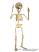 Squelette-marionnette-am003|La-Galerie-des-Marionnettes-Tchèques|marionnettes-poupees.com